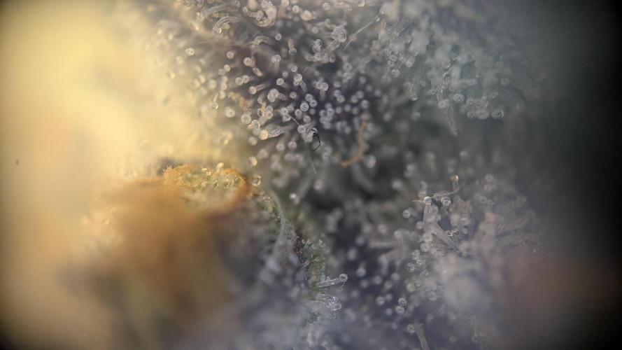 Orange Bud, Super Lemon Haze. Week 16 - Orange Bud 