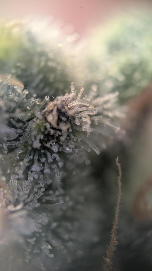 Orange Bud, Super Lemon Haze. Week 16 - Super Lemon Haze