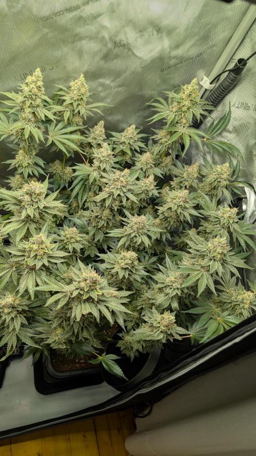 Orange Bud, Super Lemon Haze. Week 16