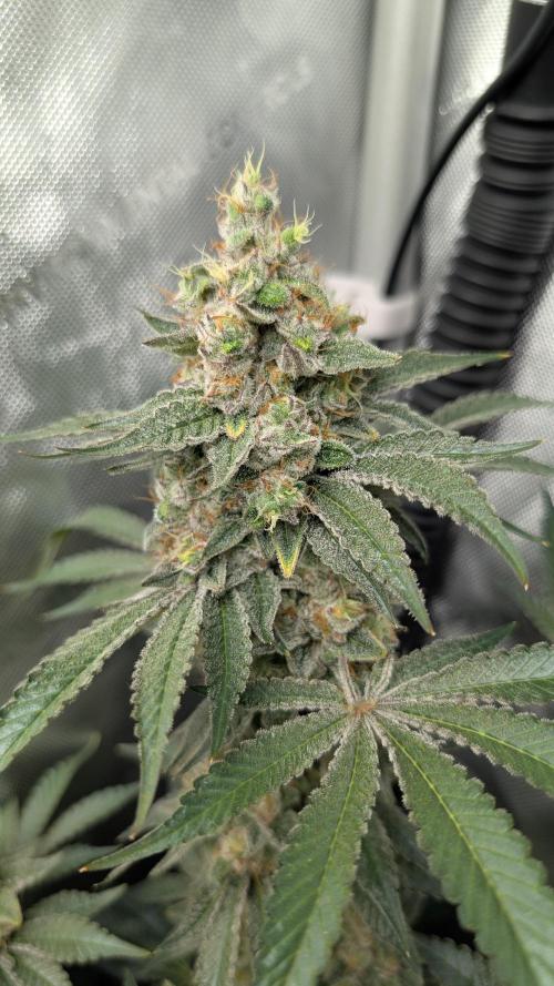 Orange Bud, Super Lemon Haze. Week 16