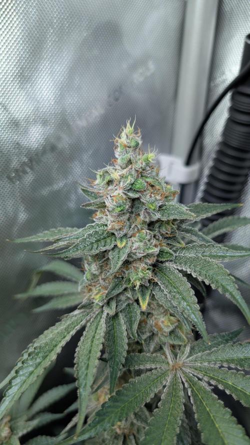 Orange Bud, Super Lemon Haze. Week 16