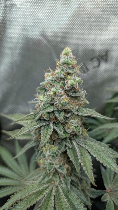 Orange Bud, Super Lemon Haze. Week 16