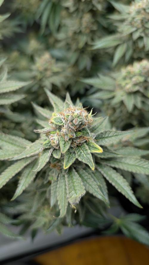 Orange Bud, Super Lemon Haze. Week 16