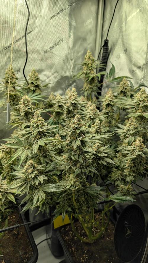 Orange Bud, Super Lemon Haze. Week 16