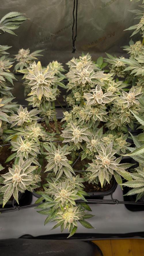 Orange Bud, Super Lemon Haze. Week 16