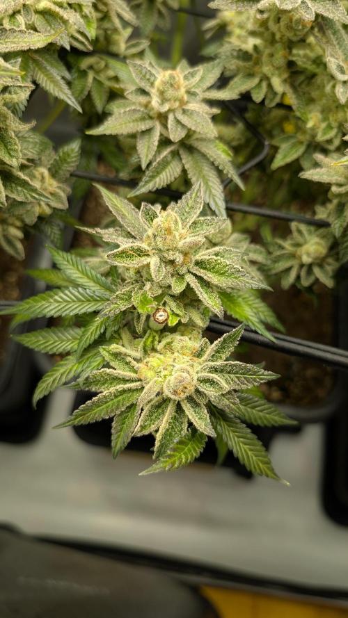 Orange Bud, Super Lemon Haze. Week 16