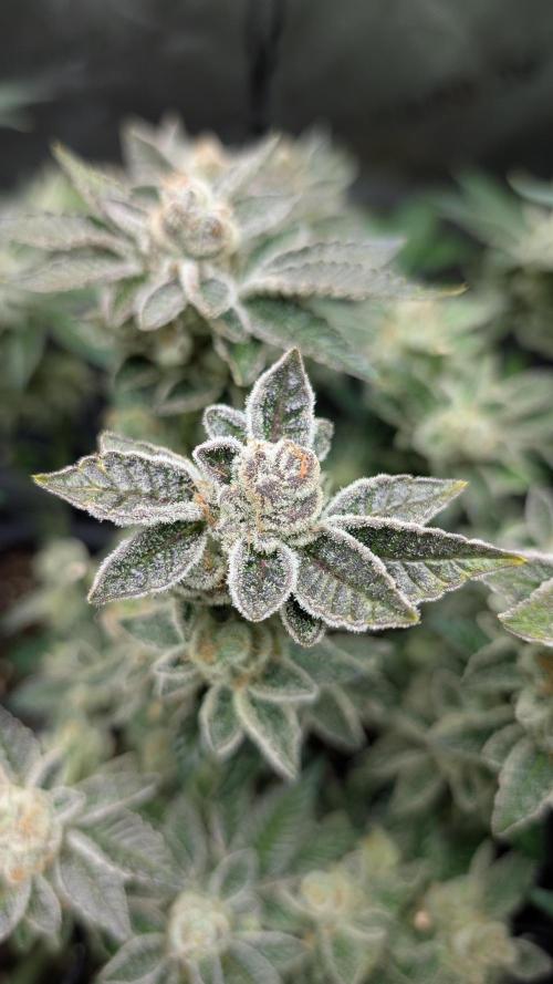 Orange Bud, Super Lemon Haze. Week 16