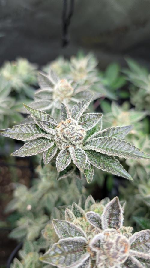 Orange Bud, Super Lemon Haze. Week 16