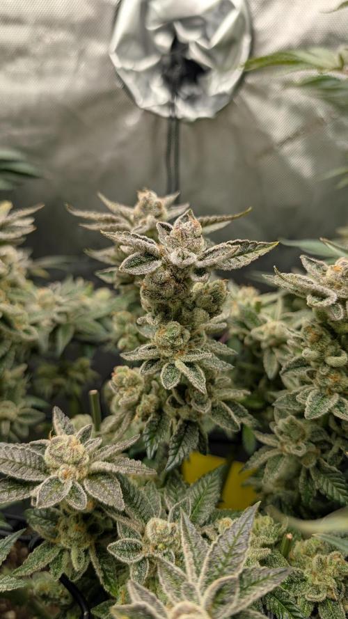 Orange Bud, Super Lemon Haze. Week 16