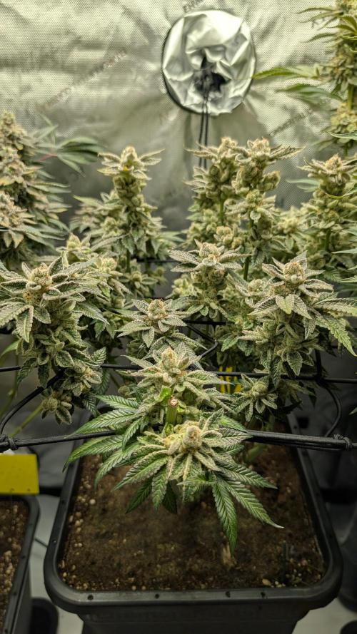 Orange Bud, Super Lemon Haze. Week 16