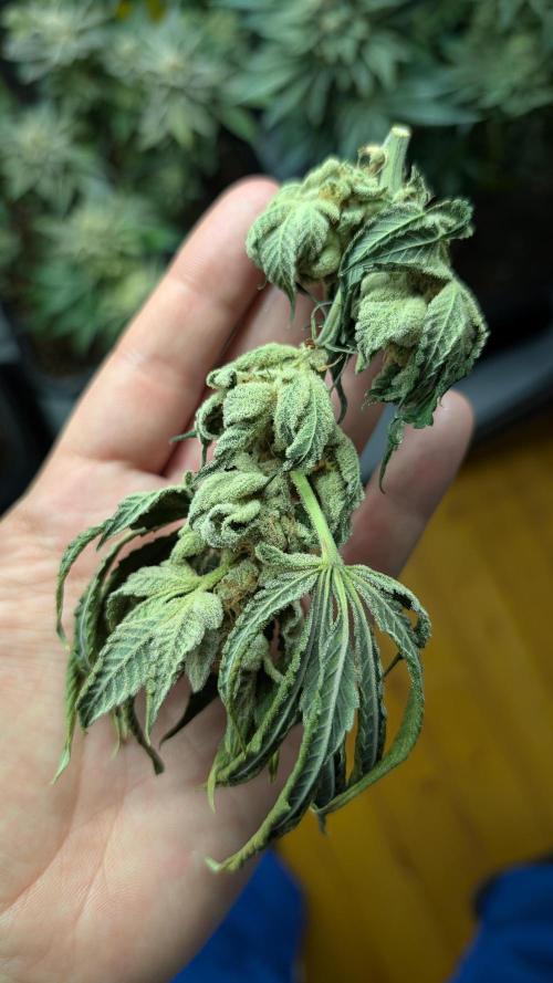 Orange Bud, Super Lemon Haze. Week 16