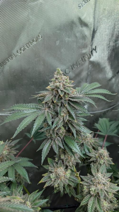 Orange Bud, Super Lemon Haze. Week 16