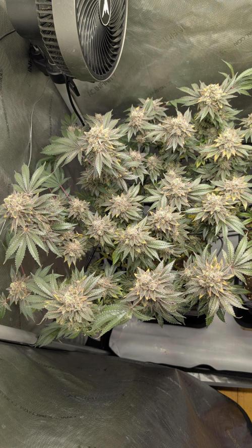 Orange Bud, Super Lemon Haze. Week 16