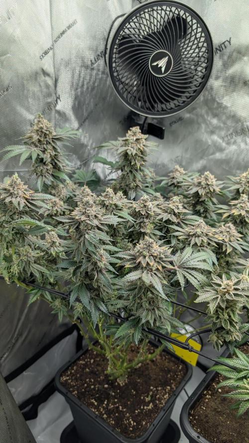Orange Bud, Super Lemon Haze. Week 16