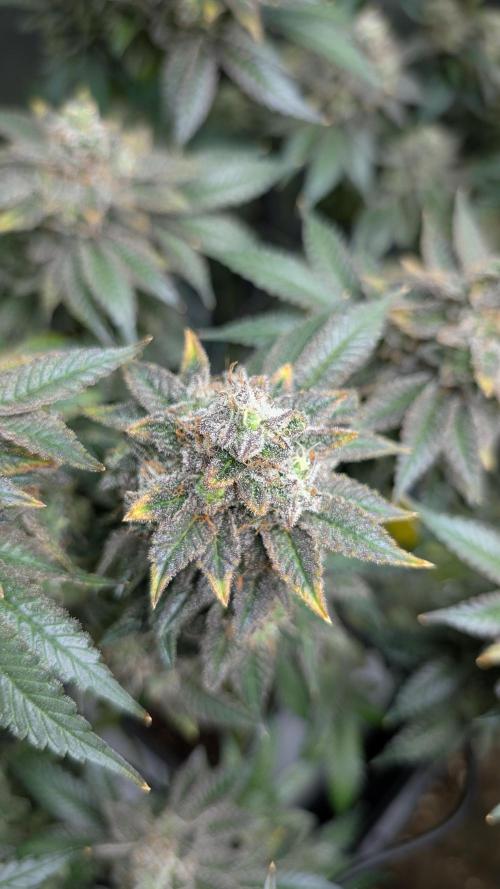 Orange Bud, Super Lemon Haze. Week 16