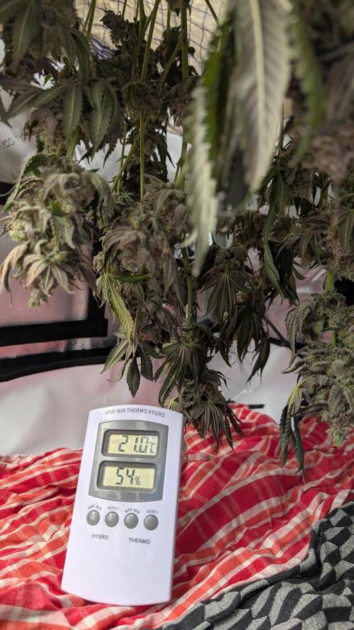 Orange Bud, Super Lemon Haze. Week 17