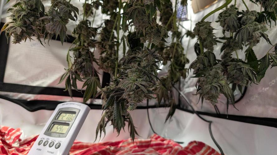 Orange Bud, Super Lemon Haze. Week 17