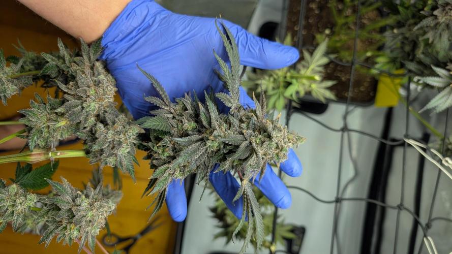 Orange Bud, Super Lemon Haze. Week 17