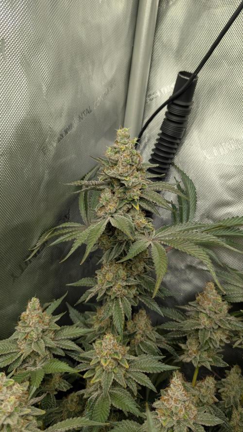 Orange Bud, Super Lemon Haze. Week 17
