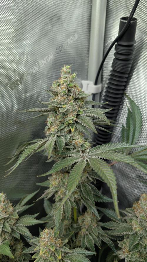Orange Bud, Super Lemon Haze. Week 17