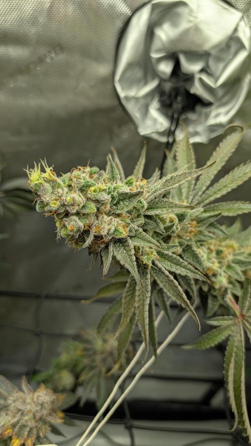 Orange Bud, Super Lemon Haze. Week 17