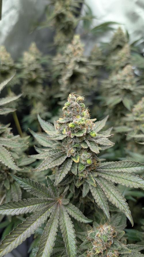 Orange Bud, Super Lemon Haze. Week 17