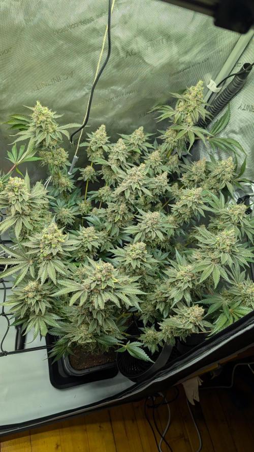 Orange Bud, Super Lemon Haze. Week 17