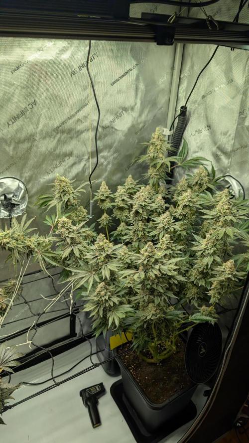 Orange Bud, Super Lemon Haze. Week 17