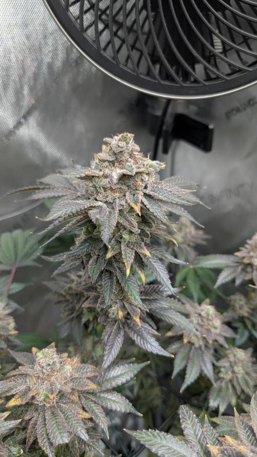 Orange Bud, Super Lemon Haze. Week 17