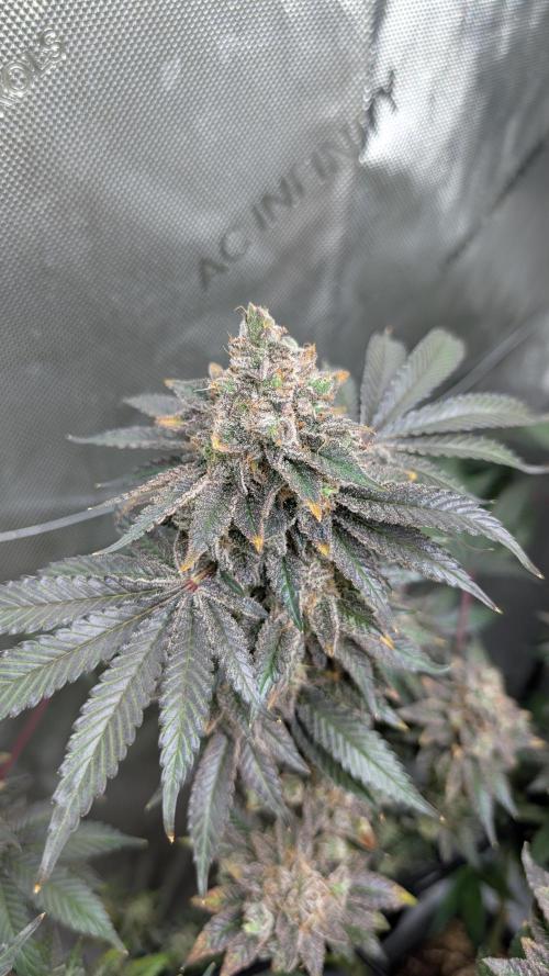 Orange Bud, Super Lemon Haze. Week 17