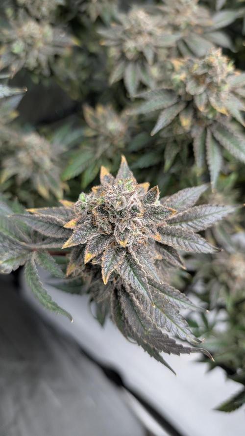 Orange Bud, Super Lemon Haze. Week 17