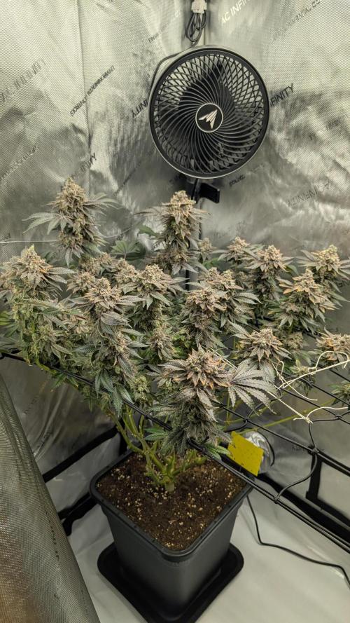 Orange Bud, Super Lemon Haze. Week 17