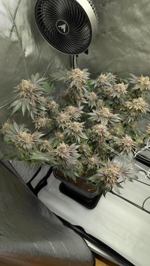 Orange Bud, Super Lemon Haze. Week 17