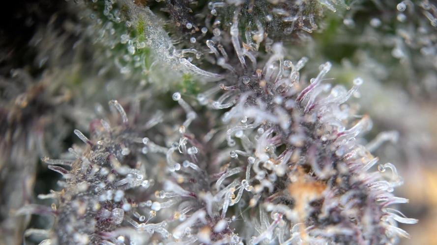 Orange Bud, Super Lemon Haze. Week 17