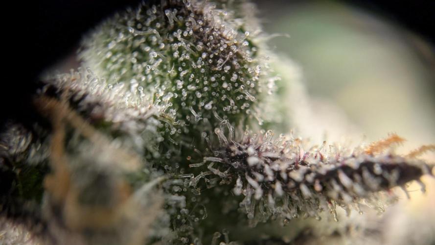 Orange Bud, Super Lemon Haze. Week 17