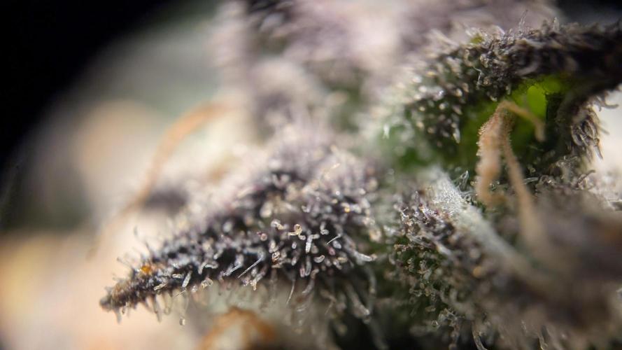 Orange Bud, Super Lemon Haze. Week 17