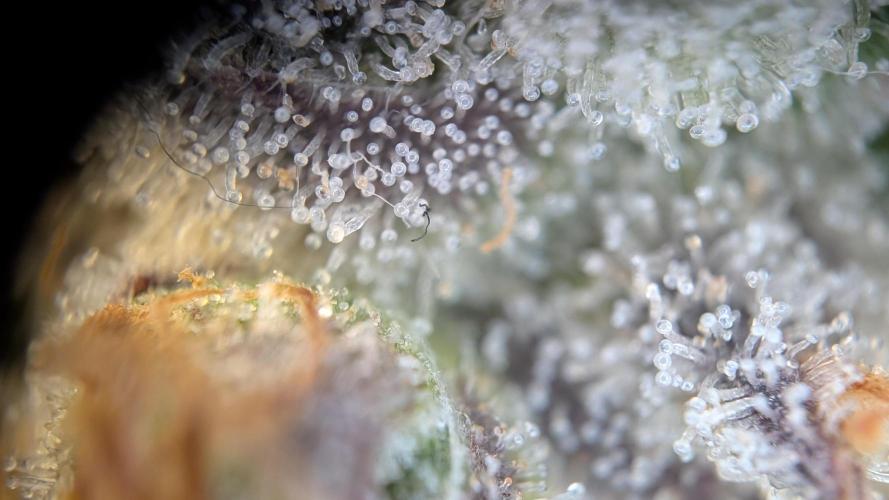 Orange Bud, Super Lemon Haze. Week 17