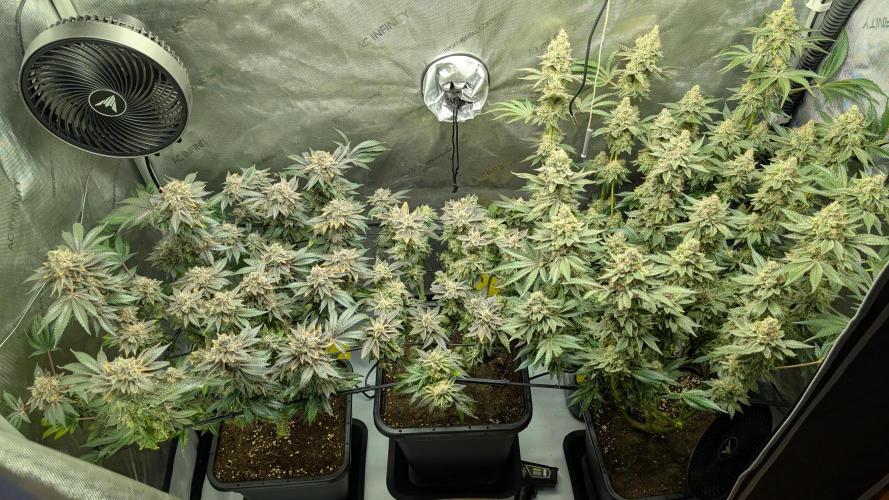 Orange Bud, Super Lemon Haze. Week 17