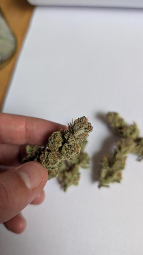 Orange Bud, Super Lemon Haze. Week 17