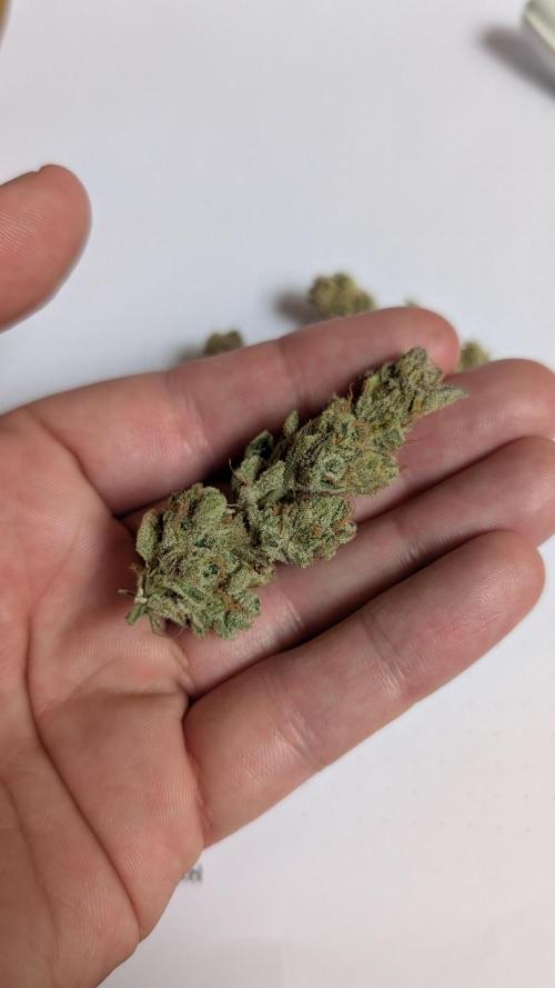 Orange Bud, Super Lemon Haze. Week 17