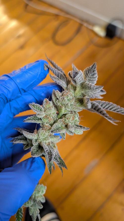 Orange Bud, Super Lemon Haze. Week 17