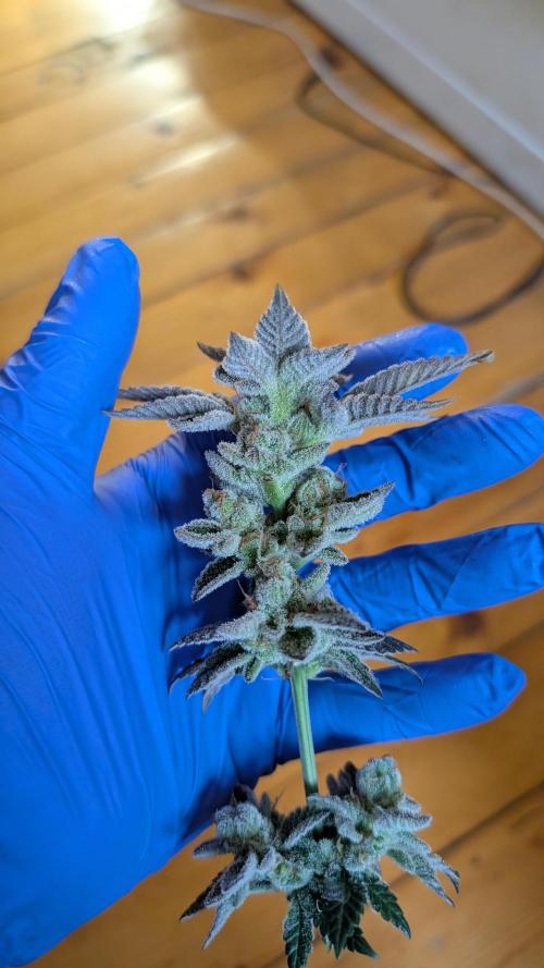 Orange Bud, Super Lemon Haze. Week 17