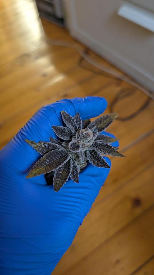 Orange Bud, Super Lemon Haze. Week 17