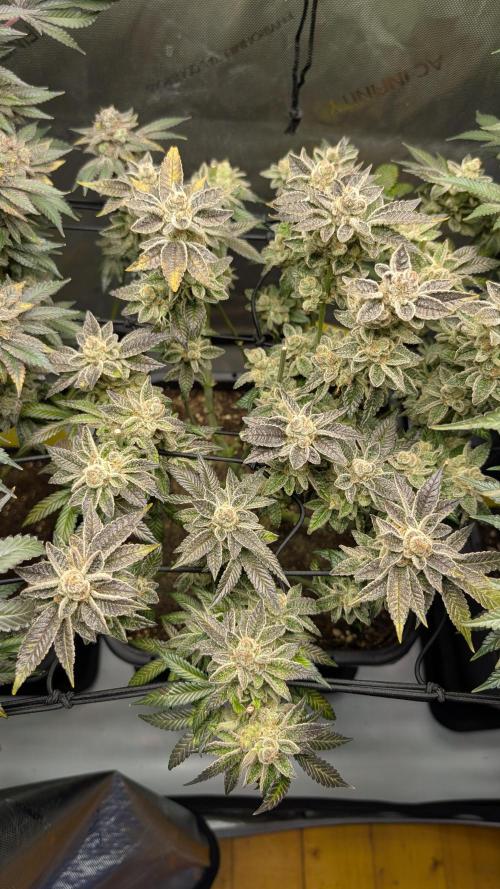 Orange Bud, Super Lemon Haze. Week 17