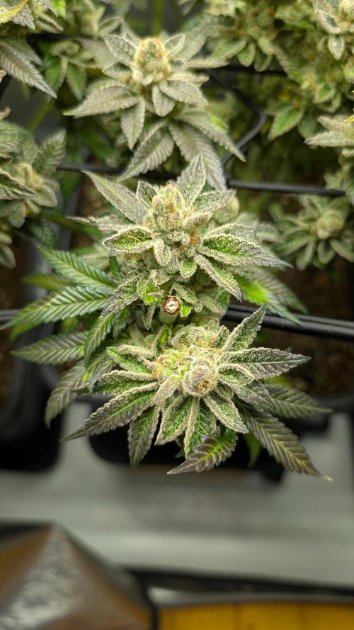 Orange Bud, Super Lemon Haze. Week 17