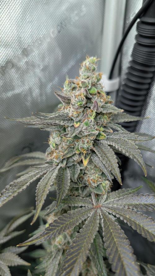 Orange Bud, Super Lemon Haze. Week 18