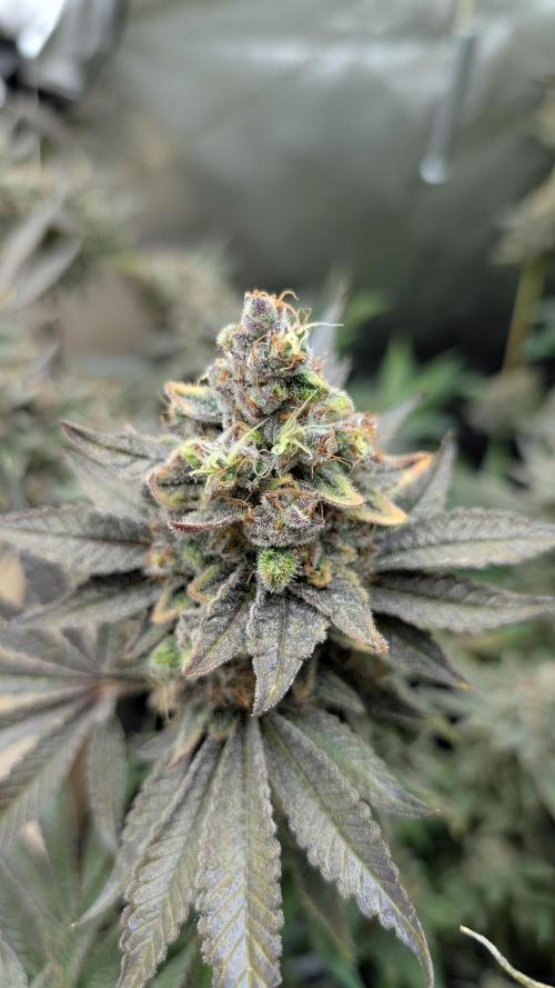 Orange Bud, Super Lemon Haze. Week 18