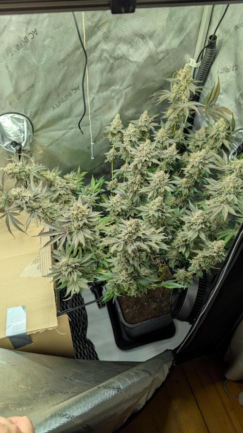 Orange Bud, Super Lemon Haze. Week 18