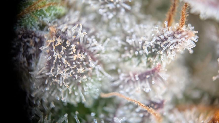 Orange Bud, Super Lemon Haze. Week 18