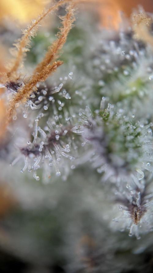 Orange Bud, Super Lemon Haze. Week 18